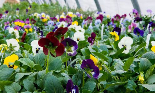 Amazing Flower Farm New Ipswich