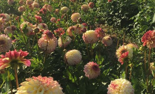 The Painted Tulip Waterbury Center