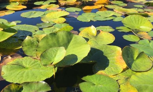 Clark's Water Garden & Nursery