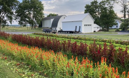 Roots Cut Flower Farm