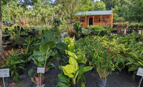 Palms On the Parkway Saint Helena Island