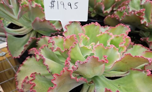 Brabham's Nursery & Landscaping