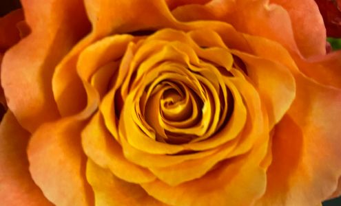 Wild Root Florist & Gift Shop