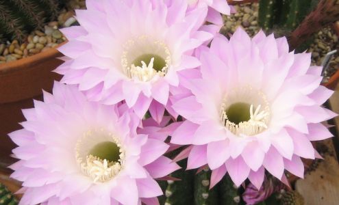 Chaparral Cactus & Succulents LLC