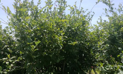 Nelson Blueberry Farm Bridgeton
