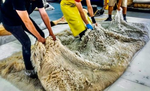 Capital Rug Cleaning