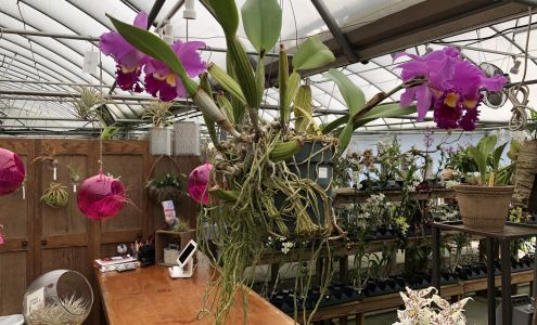 Appalachian Tropicals