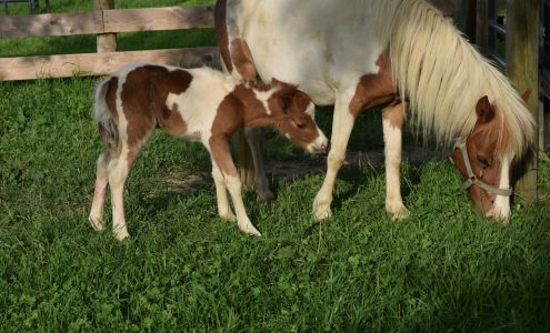 The Li'l Country Store & Miniature Horse Farm Ronks