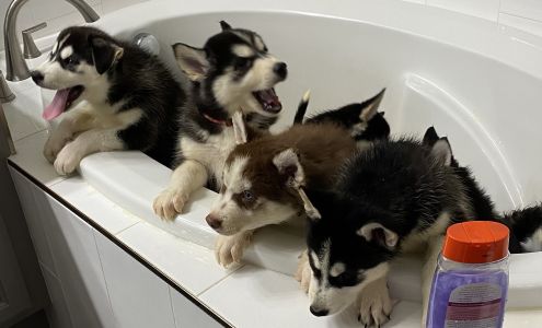 Save A Pet Thrift