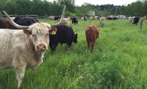 Steve Normanton Farms Litchfield