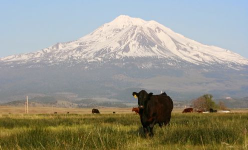 Novy Ranches Grass Fed Angus Beef