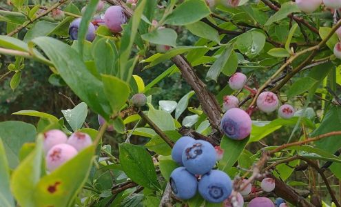 Gin House Branch Farm