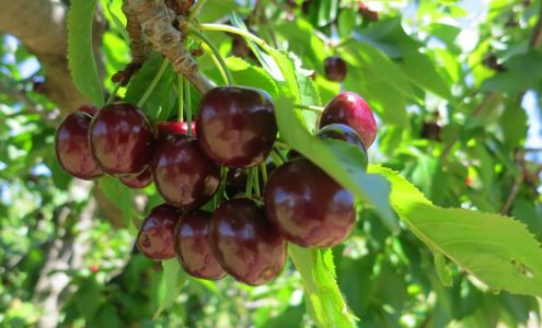 American River Cherry Company