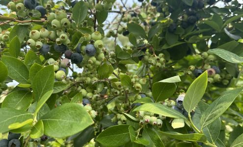 Earth First Farms Berrien Center