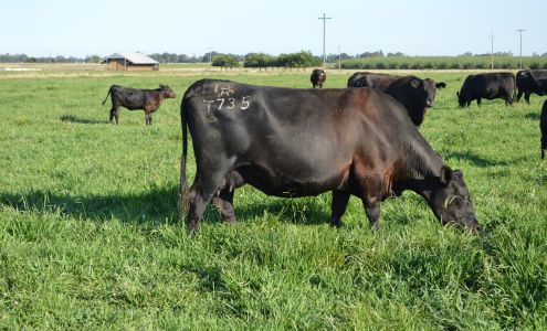 Tehama Angus Ranch Gerber