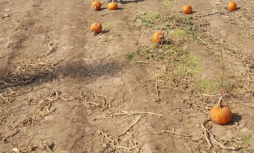 Edes Custom Meats Ltd