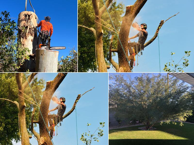 Chips Tree Service
