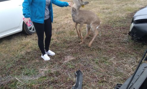 Wilson's Used Auto Parts