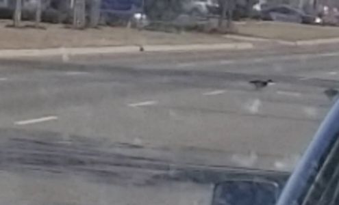 LONG BEACH AUTO BODY