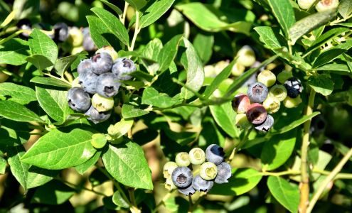 King Grove Organic Farm - Blueberries