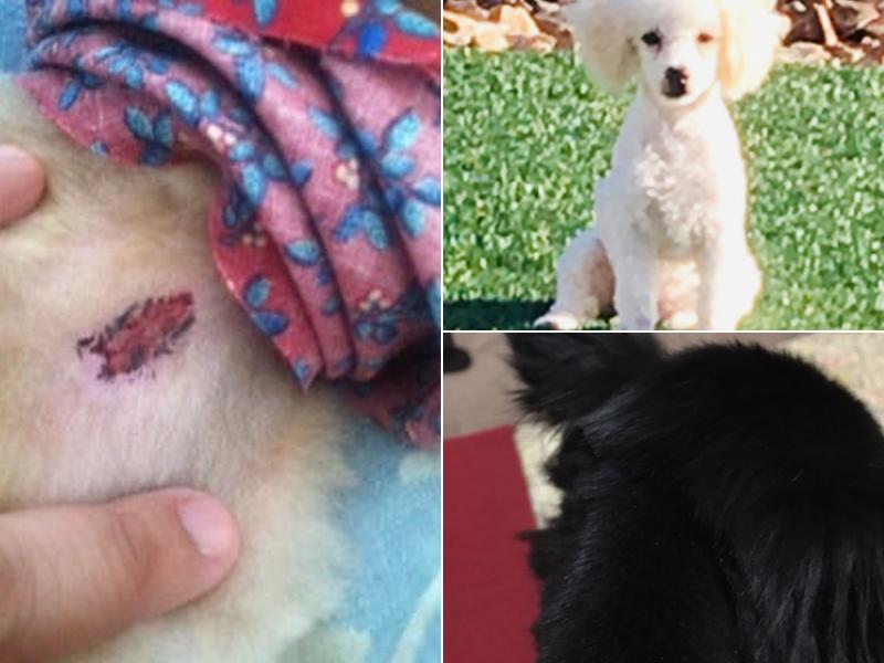 Lynn's Magic Clippers