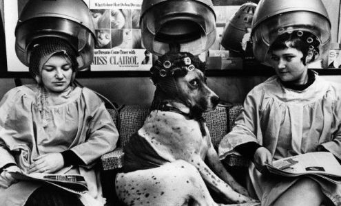 Raven & Rose 1154 Solano Ave, Albany California 94706