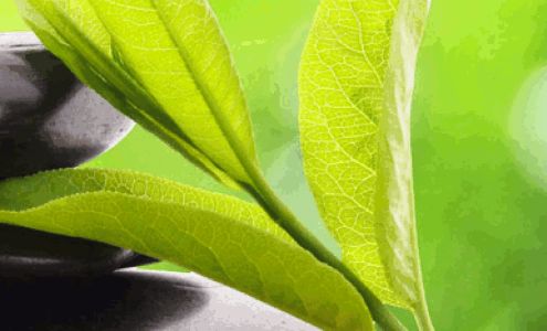 Alabama Holistic Health LLC