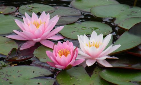 Safe Haven Massage Therapy