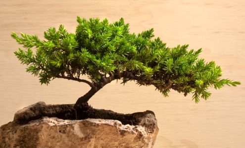 Cedarwood Wellness Studio