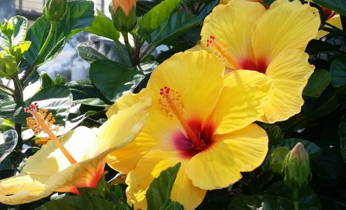 Better. Holistic Skincare + Wellness Ritual