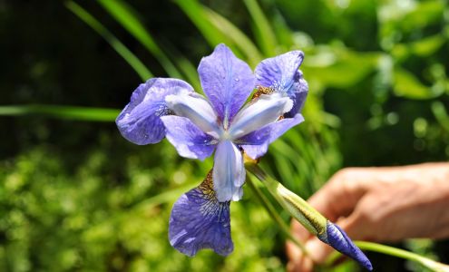 San Soma Massage Therapy (Denne Babbin-Simon, NVMT#592)