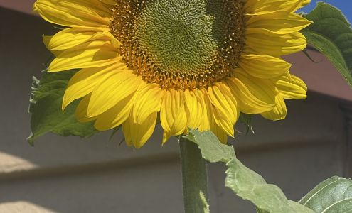 California Skin Institute