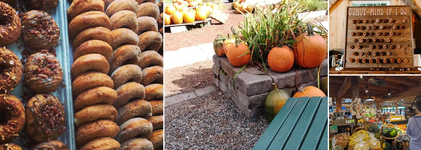 Cider Bellies Doughnuts