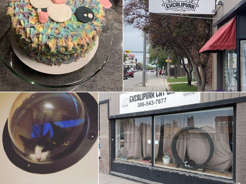 Excalipurr Cat Cafe 2156 Albert St, Regina