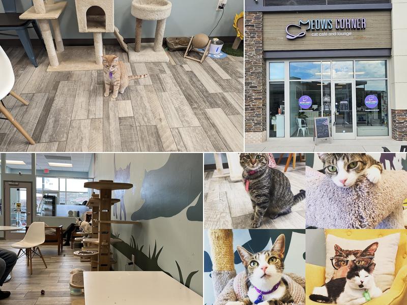 Meows Corner 21435 Epicerie Plaza Suite 115, Sterling