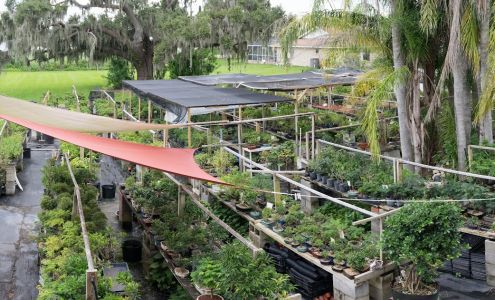 Elemental Nursery / Florida Bonsai