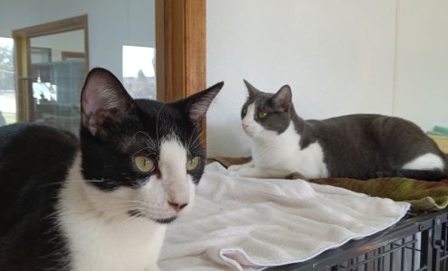 Humane Society of Decatur and Macon County