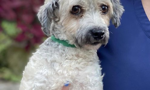 Snooty Giggles Dog Rescue