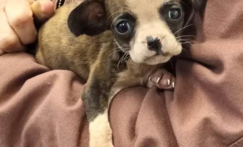 Humane Society of Waupaca County