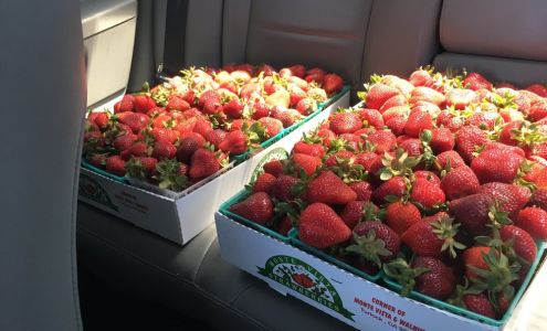 Strawberry Stand