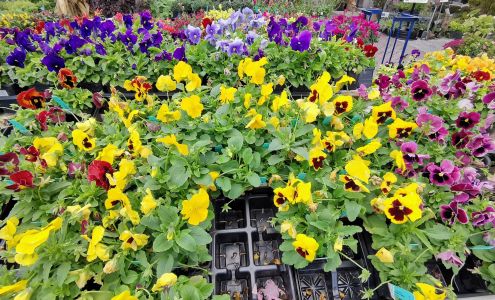 Blueville Nursery Inc