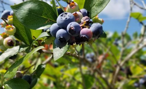 Monarch Orchards Farm