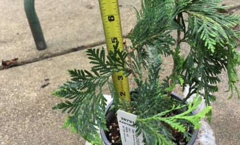 Wayside Gardens Hodges