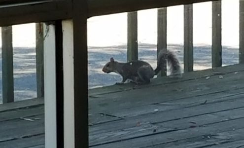 JJ Aim Right Gun Shop