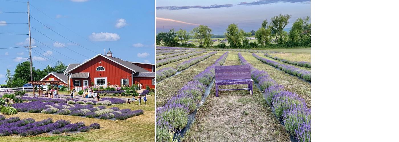 New Life Lavender & Cherry Farm Menu