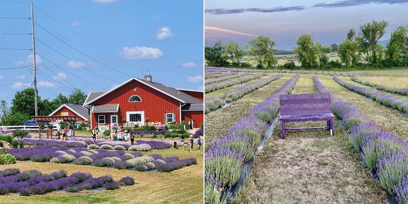 New Life Lavender & Cherry Farm Menu