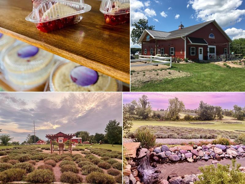 New Life Lavender & Cherry Farm