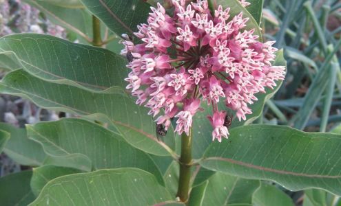 Deep Roots Landscape Design