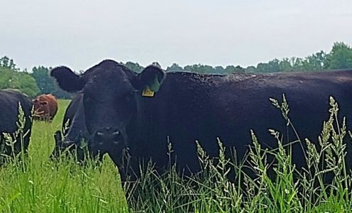 Tennessee Grass Fed Farm