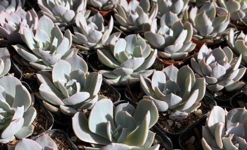 Piazza Wholesale LLC.